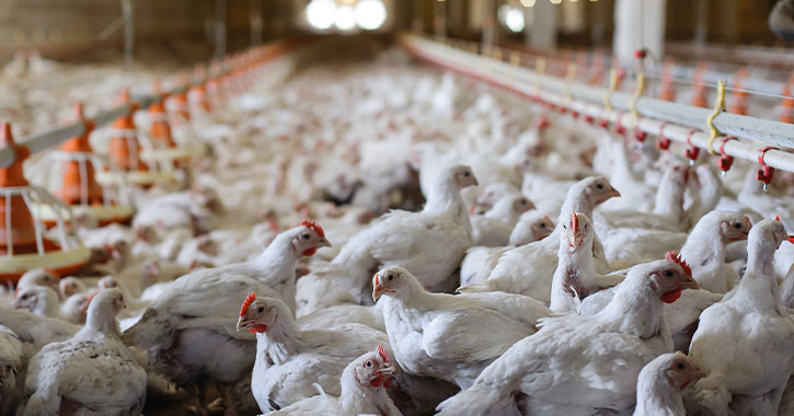 Chicken Farm Cleaning Araujo Pressure Washing in Liscahill, Longford, N39 FX27, Ireland